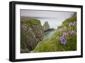 Wildflowers on Nukshak Island at Hallo Bay-Paul Souders-Framed Photographic Print