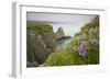 Wildflowers on Nukshak Island at Hallo Bay-Paul Souders-Framed Photographic Print