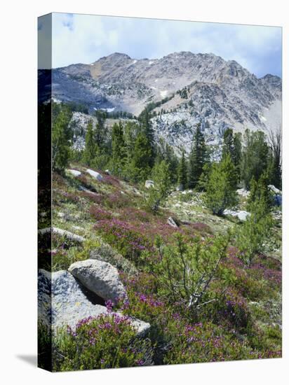 Wildflowers on Patterson Peak, Challis National Forest, Sawtooth Recreation Area, Idaho, USA-Scott T. Smith-Stretched Canvas