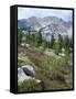 Wildflowers on Patterson Peak, Challis National Forest, Sawtooth Recreation Area, Idaho, USA-Scott T. Smith-Framed Stretched Canvas