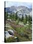 Wildflowers on Patterson Peak, Challis National Forest, Sawtooth Recreation Area, Idaho, USA-Scott T. Smith-Stretched Canvas