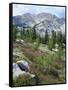 Wildflowers on Patterson Peak, Challis National Forest, Sawtooth Recreation Area, Idaho, USA-Scott T. Smith-Framed Stretched Canvas