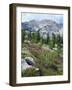 Wildflowers on Patterson Peak, Challis National Forest, Sawtooth Recreation Area, Idaho, USA-Scott T. Smith-Framed Photographic Print