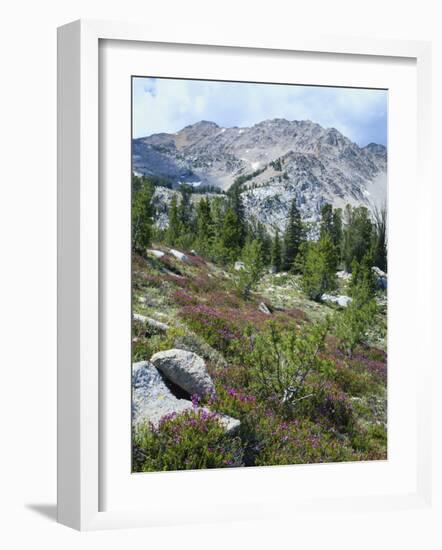 Wildflowers on Patterson Peak, Challis National Forest, Sawtooth Recreation Area, Idaho, USA-Scott T. Smith-Framed Photographic Print