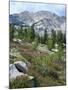 Wildflowers on Patterson Peak, Challis National Forest, Sawtooth Recreation Area, Idaho, USA-Scott T. Smith-Mounted Photographic Print