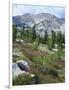 Wildflowers on Patterson Peak, Challis National Forest, Sawtooth Recreation Area, Idaho, USA-Scott T. Smith-Framed Photographic Print