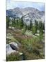 Wildflowers on Patterson Peak, Challis National Forest, Sawtooth Recreation Area, Idaho, USA-Scott T. Smith-Mounted Photographic Print