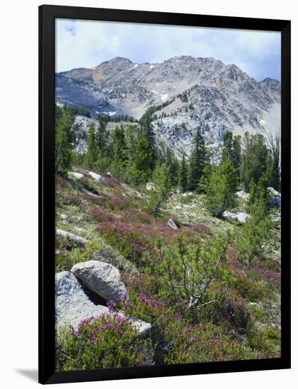 Wildflowers on Patterson Peak, Challis National Forest, Sawtooth Recreation Area, Idaho, USA-Scott T. Smith-Framed Photographic Print