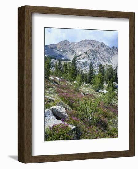 Wildflowers on Patterson Peak, Challis National Forest, Sawtooth Recreation Area, Idaho, USA-Scott T. Smith-Framed Photographic Print