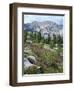 Wildflowers on Patterson Peak, Challis National Forest, Sawtooth Recreation Area, Idaho, USA-Scott T. Smith-Framed Photographic Print