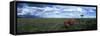 Wildflowers on Savanna, Masai Mara Game Reserve, Kenya-Paul Souders-Framed Stretched Canvas