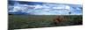 Wildflowers on Savanna, Masai Mara Game Reserve, Kenya-Paul Souders-Mounted Photographic Print