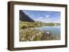 Wildflowers on the shore of the alpine lake, Crap Alv Lejets, Albula Pass, Canton of Graubunden, Sw-Roberto Moiola-Framed Photographic Print