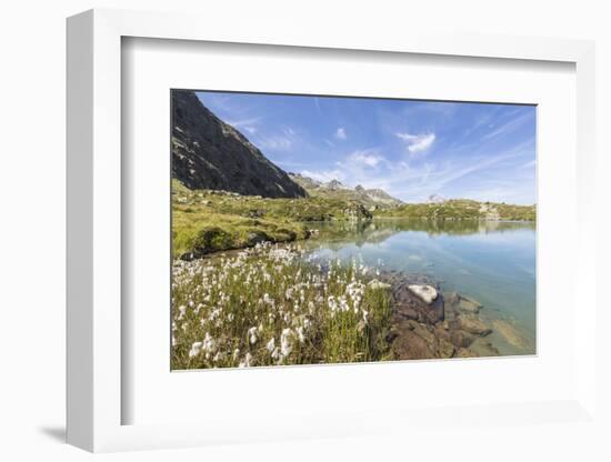 Wildflowers on the shore of the alpine lake, Crap Alv Lejets, Albula Pass, Canton of Graubunden, Sw-Roberto Moiola-Framed Photographic Print