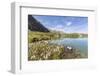 Wildflowers on the shore of the alpine lake, Crap Alv Lejets, Albula Pass, Canton of Graubunden, Sw-Roberto Moiola-Framed Photographic Print