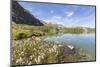 Wildflowers on the shore of the alpine lake, Crap Alv Lejets, Albula Pass, Canton of Graubunden, Sw-Roberto Moiola-Mounted Photographic Print