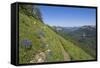 Wildflowers on the summit, Mt Defiance, Cascade Range, Washington, USA-Steve Kazlowski-Framed Stretched Canvas