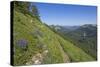 Wildflowers on the summit, Mt Defiance, Cascade Range, Washington, USA-Steve Kazlowski-Stretched Canvas
