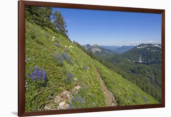 Wildflowers on the summit, Mt Defiance, Cascade Range, Washington, USA-Steve Kazlowski-Framed Photographic Print