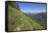 Wildflowers on the summit, Mt Defiance, Cascade Range, Washington, USA-Steve Kazlowski-Framed Stretched Canvas