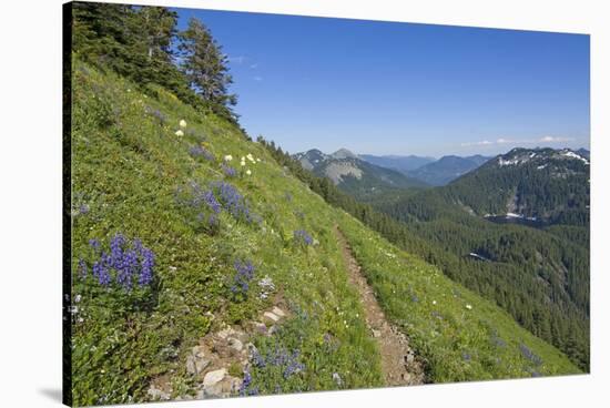 Wildflowers on the summit, Mt Defiance, Cascade Range, Washington, USA-Steve Kazlowski-Stretched Canvas