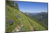 Wildflowers on the summit, Mt Defiance, Cascade Range, Washington, USA-Steve Kazlowski-Mounted Photographic Print