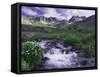 Wildflowers, Ouray, San Juan Mountains, Rocky Mountains, Colorado, USA-Rolf Nussbaumer-Framed Stretched Canvas