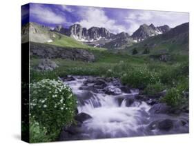 Wildflowers, Ouray, San Juan Mountains, Rocky Mountains, Colorado, USA-Rolf Nussbaumer-Stretched Canvas