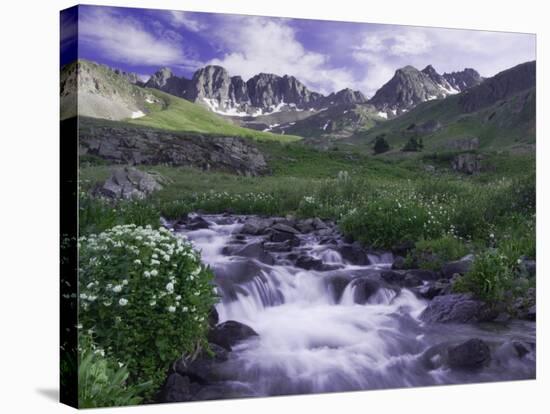 Wildflowers, Ouray, San Juan Mountains, Rocky Mountains, Colorado, USA-Rolf Nussbaumer-Stretched Canvas