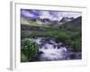 Wildflowers, Ouray, San Juan Mountains, Rocky Mountains, Colorado, USA-Rolf Nussbaumer-Framed Photographic Print