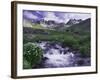 Wildflowers, Ouray, San Juan Mountains, Rocky Mountains, Colorado, USA-Rolf Nussbaumer-Framed Photographic Print