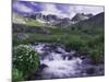 Wildflowers, Ouray, San Juan Mountains, Rocky Mountains, Colorado, USA-Rolf Nussbaumer-Mounted Photographic Print