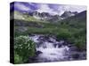 Wildflowers, Ouray, San Juan Mountains, Rocky Mountains, Colorado, USA-Rolf Nussbaumer-Stretched Canvas