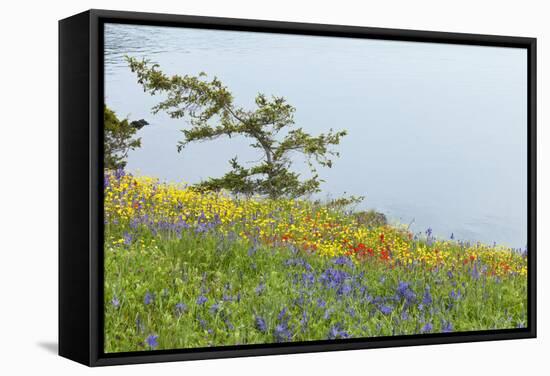 Wildflowers Overlooking Ocean, Yellow Island, Washington, USA-Jaynes Gallery-Framed Stretched Canvas