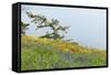 Wildflowers Overlooking Ocean, Yellow Island, Washington, USA-Jaynes Gallery-Framed Stretched Canvas