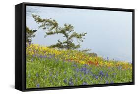 Wildflowers Overlooking Ocean, Yellow Island, Washington, USA-Jaynes Gallery-Framed Stretched Canvas