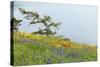 Wildflowers Overlooking Ocean, Yellow Island, Washington, USA-Jaynes Gallery-Stretched Canvas