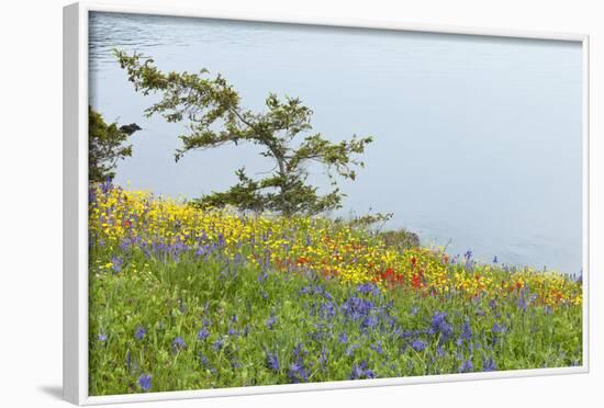 Wildflowers Overlooking Ocean, Yellow Island, Washington, USA-Jaynes Gallery-Framed Photographic Print