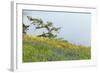 Wildflowers Overlooking Ocean, Yellow Island, Washington, USA-Jaynes Gallery-Framed Photographic Print