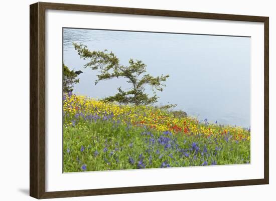 Wildflowers Overlooking Ocean, Yellow Island, Washington, USA-Jaynes Gallery-Framed Photographic Print