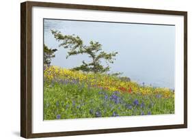 Wildflowers Overlooking Ocean, Yellow Island, Washington, USA-Jaynes Gallery-Framed Photographic Print