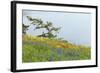 Wildflowers Overlooking Ocean, Yellow Island, Washington, USA-Jaynes Gallery-Framed Photographic Print