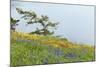 Wildflowers Overlooking Ocean, Yellow Island, Washington, USA-Jaynes Gallery-Mounted Photographic Print