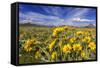 Wildflowers, Rocky Mountain Range, Augusta, Montana, Usa-Chuck Haney-Framed Stretched Canvas