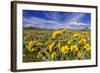 Wildflowers, Rocky Mountain Range, Augusta, Montana, Usa-Chuck Haney-Framed Photographic Print