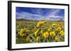 Wildflowers, Rocky Mountain Range, Augusta, Montana, Usa-Chuck Haney-Framed Photographic Print