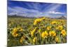 Wildflowers, Rocky Mountain Range, Augusta, Montana, Usa-Chuck Haney-Mounted Photographic Print