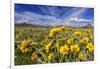 Wildflowers, Rocky Mountain Range, Augusta, Montana, Usa-Chuck Haney-Framed Photographic Print