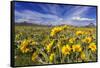 Wildflowers, Rocky Mountain Range, Augusta, Montana, Usa-Chuck Haney-Framed Stretched Canvas