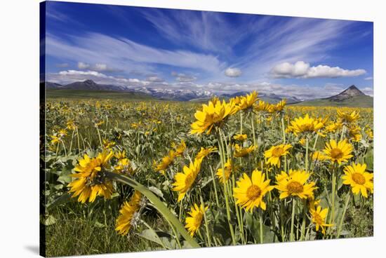 Wildflowers, Rocky Mountain Range, Augusta, Montana, Usa-Chuck Haney-Stretched Canvas